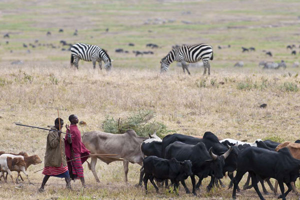 Loliondo relocations: Tanzania to crackdown on illegal Kenyan Maasais - Vimarsana News