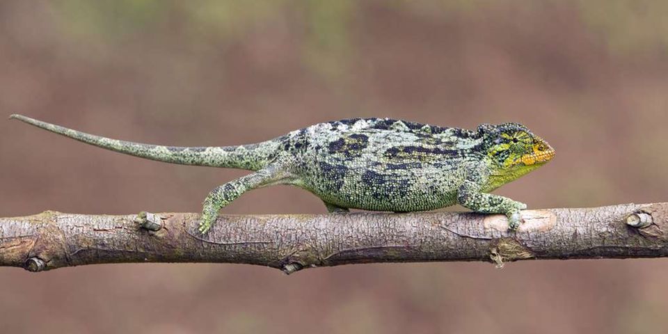 tanzania-wants-smuggled-chameleons-returned-from-austria