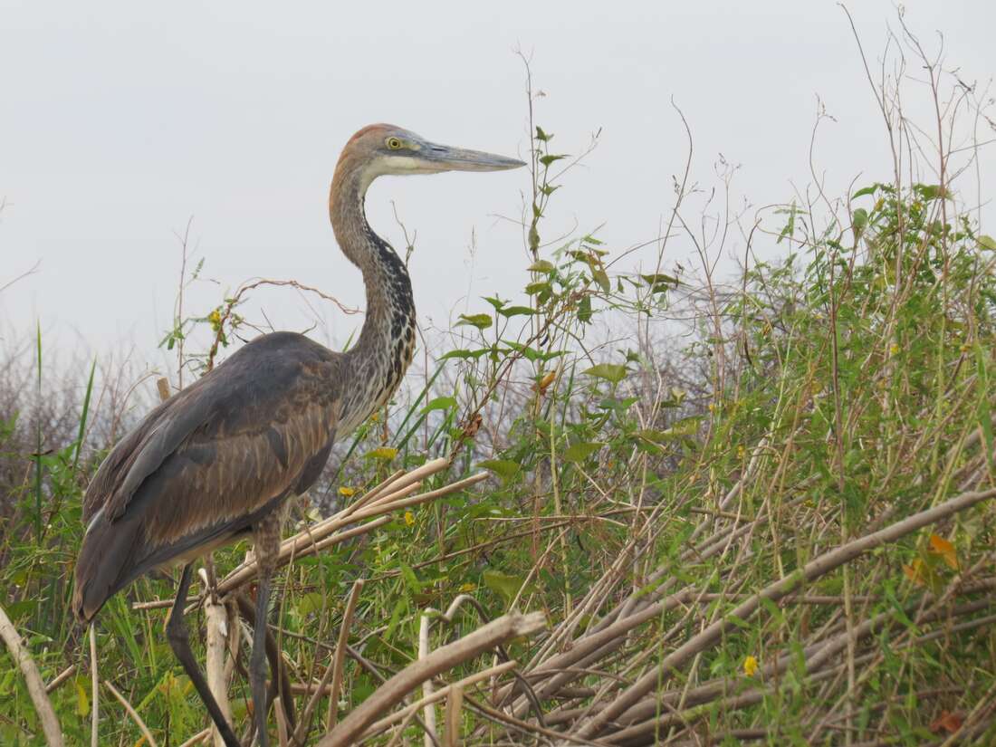 Early risers catch the worm at annual waterbird count in the Great Rift Valley - Vimarsana News
