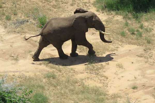 Zimbabwe sells rights to hunt ‘endangered’ elephants