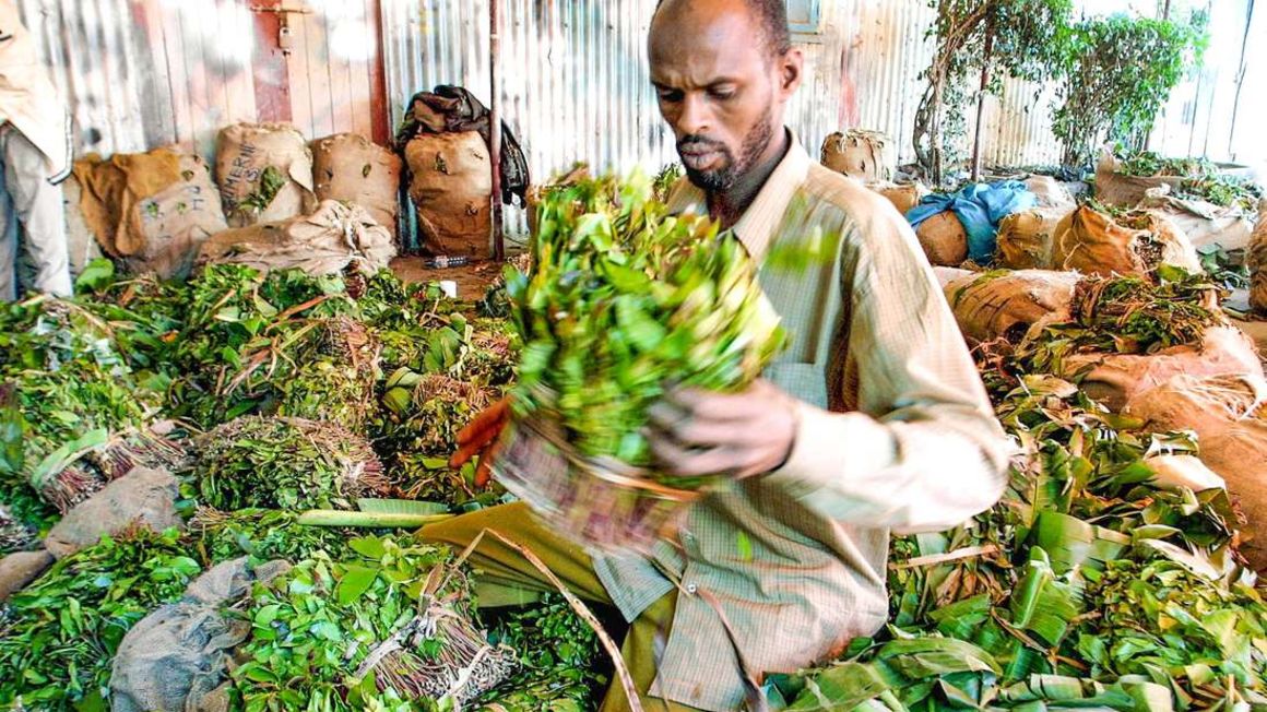 Kenyatta, Mohamud talks clear way for miraa trade, flights resumption - Vimarsana News