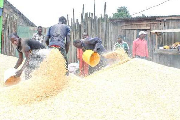 Zimbabwe bans maize imports as it prepares for bumper harvest