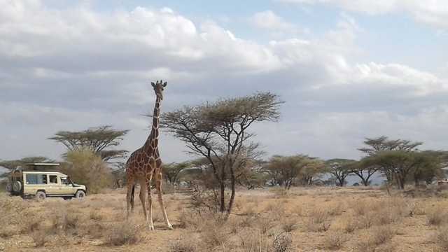 Kenya's northern drylands surprise with its teeming wildlife, springs - Vimarsana News