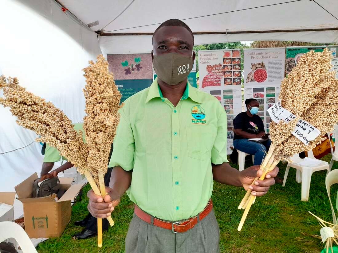 Karamoja turns to new sorghum variety to fight food insecurity - Vimarsana News