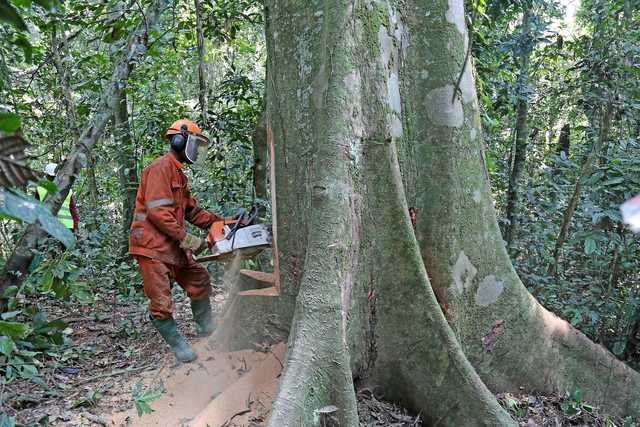 Congo Basin's critical mass in equation to avert a meltdown - Vimarsana News