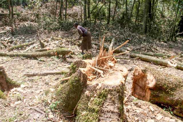 How to save the future of Africa's forests - Vimarsana News