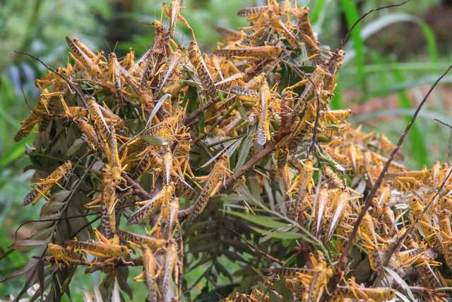 FAO warns Kenya, Addis to watch out for locusts in northeast Somalia - Vimarsana News