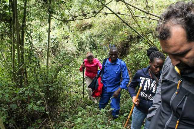 Nature's fury threatens Mountain gorillas - Vimarsana News
