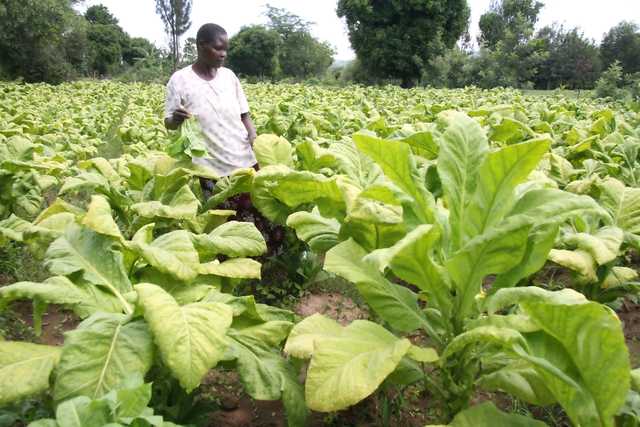WHO in the front line to weed out tobacco farming from Kenya - Vimarsana News