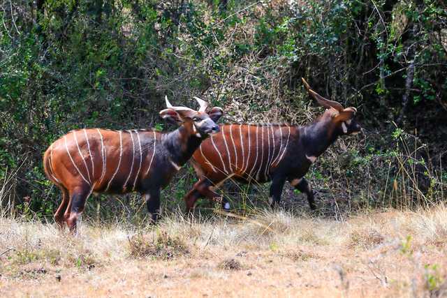 Rewilding saves mountain bongo - Vimarsana News