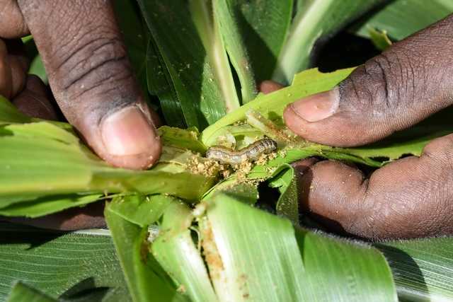 Armyworm menace in Uganda’s eastern districts