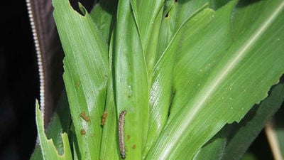 Forecasting models target worm larvae - Vimarsana News