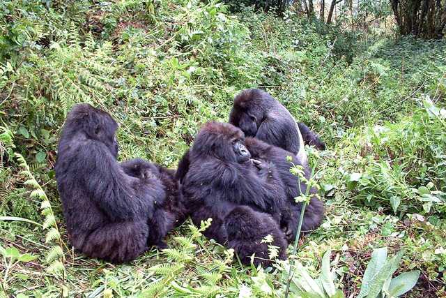 Subscribe to save Uganda's mountain gorillas - Vimarsana News