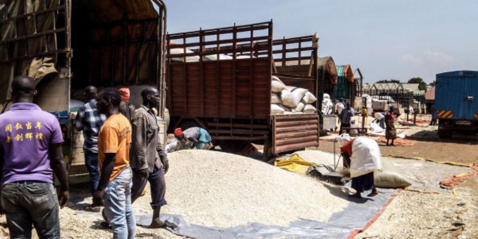 Uganda farmers, millers seek ban on maize exports - Vimarsana News