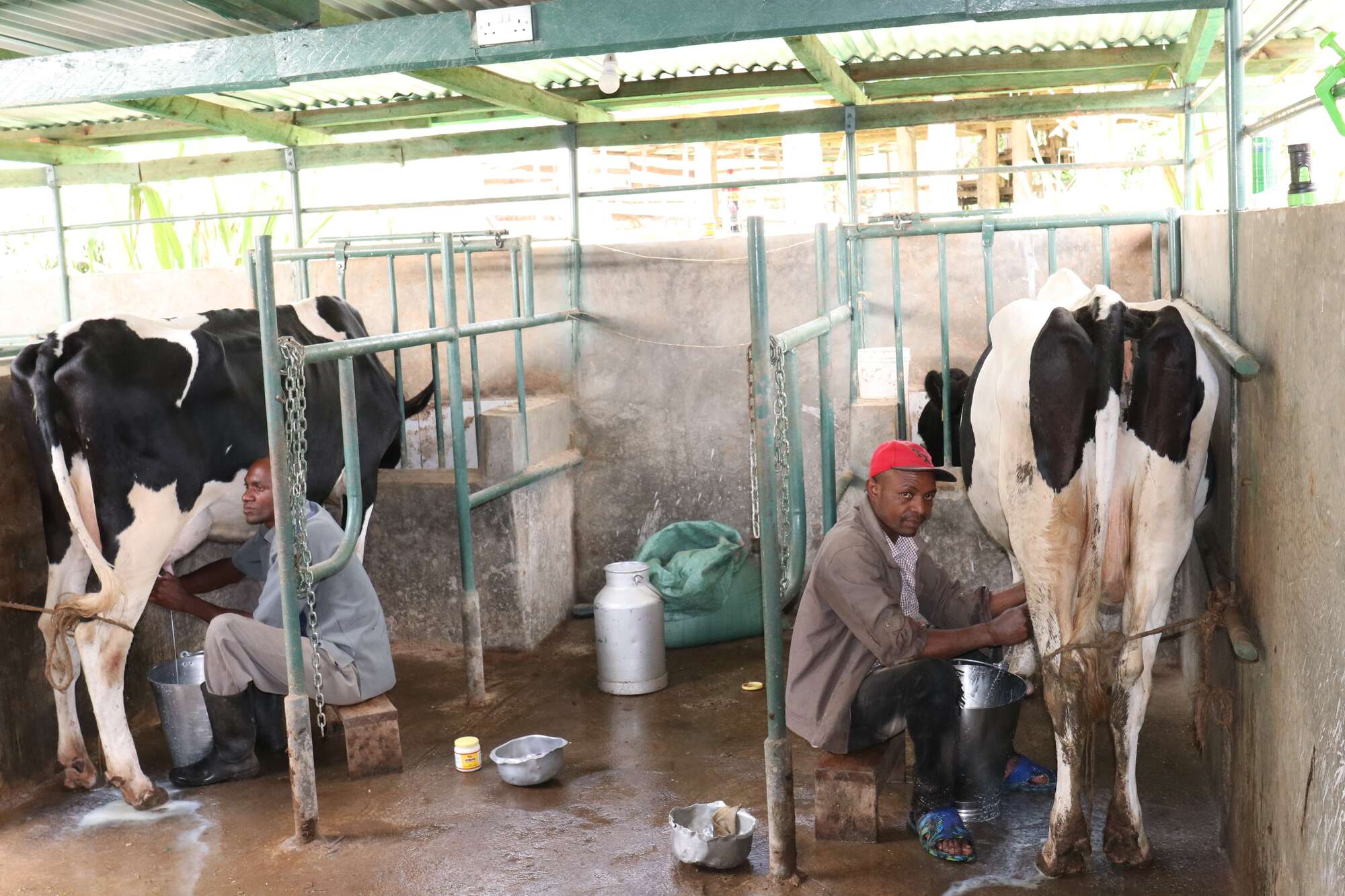 Nairobi moves to lift barriers on Ugandan milk, poultry products - Vimarsana News