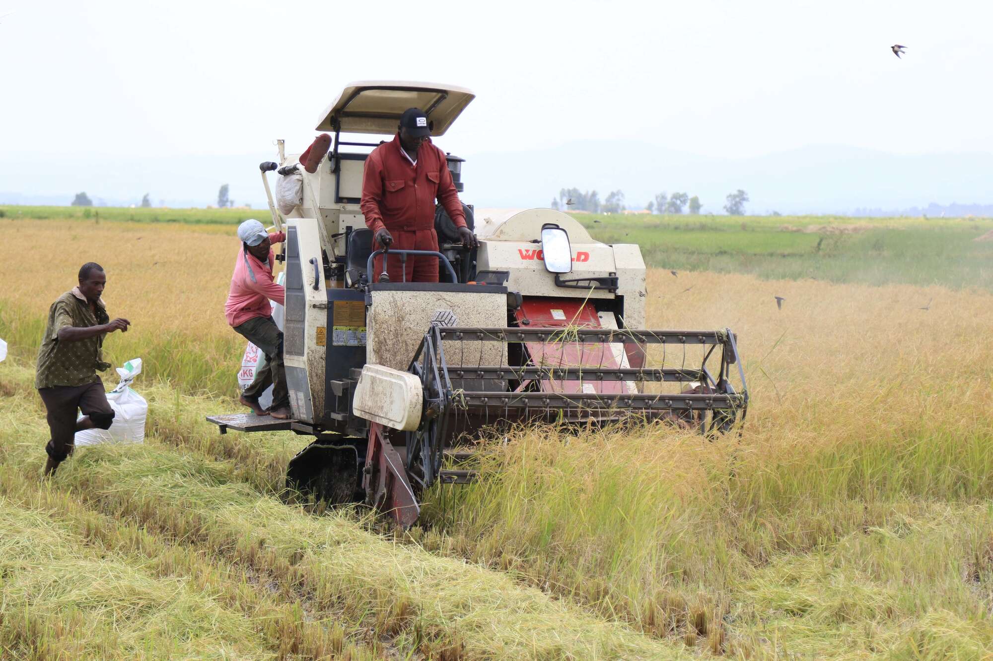 Kenya to boost production of rice after a spike in demand - Vimarsana News