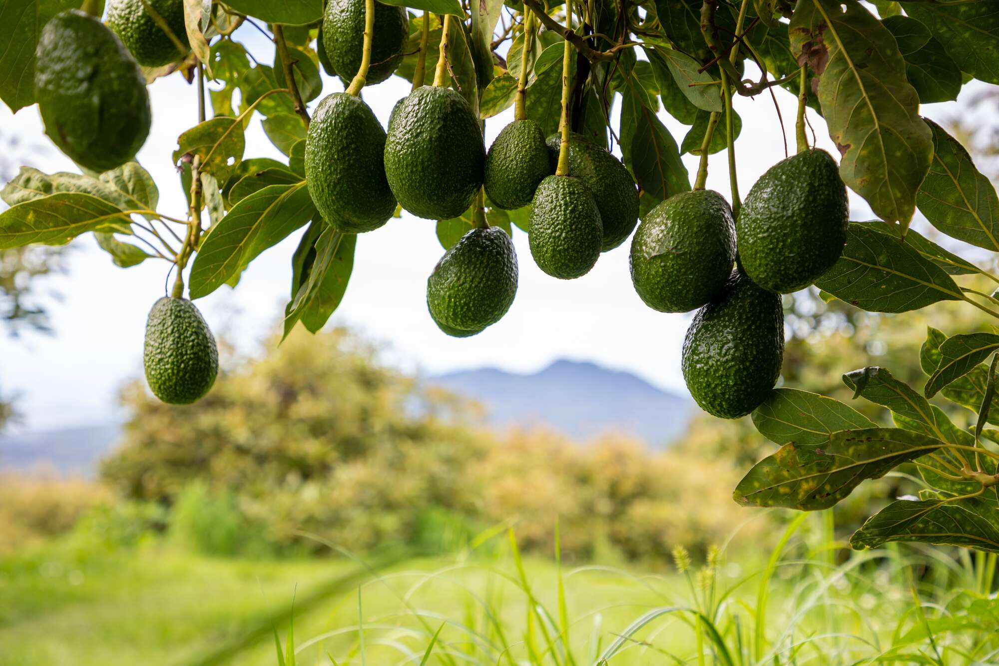 Tanzania bars Kenyan firm for harvesting unripe avocados - Vimarsana News