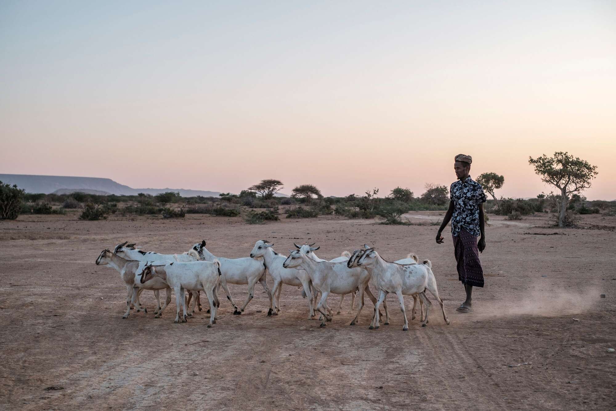 In drought-stricken Ethiopia, herders suffer heartache - Vimarsana News
