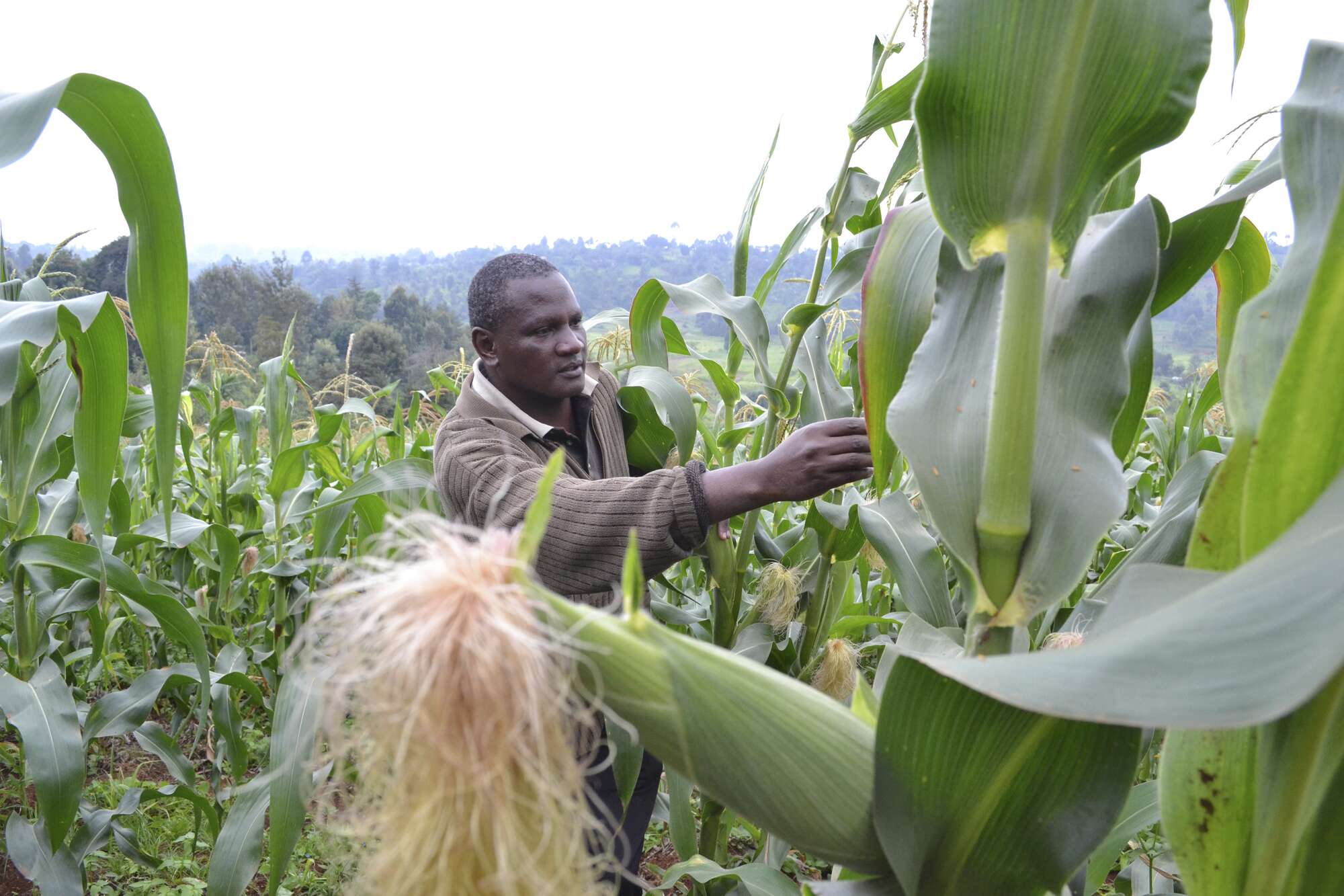 Climate in Africa favouring FAW pest infestations on maize crops - Vimarsana News