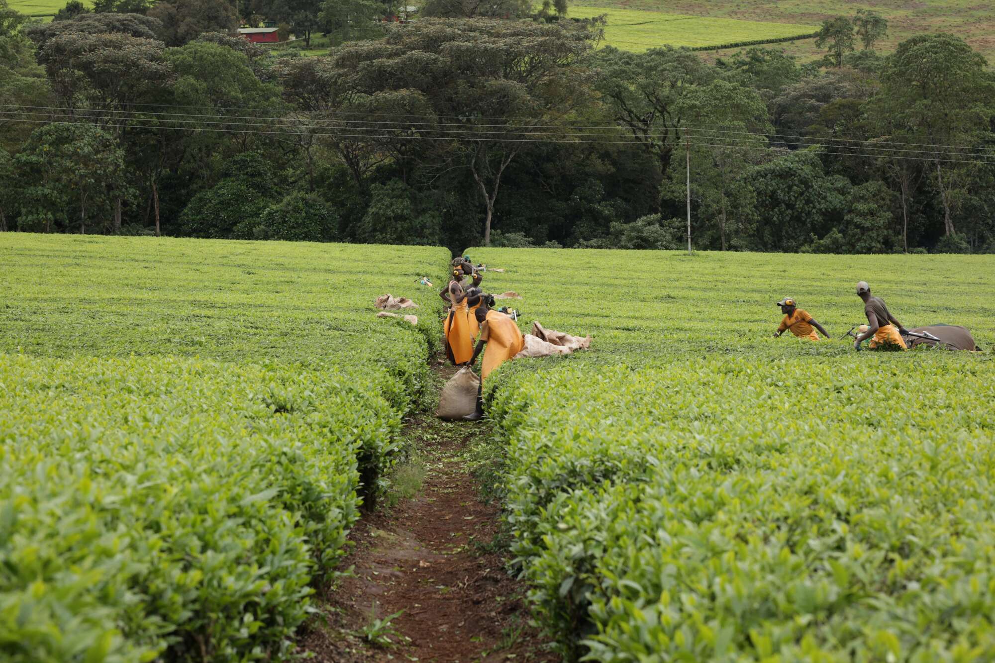 Kenya starts probe into sex abuse claims at UK tea firms - Vimarsana News
