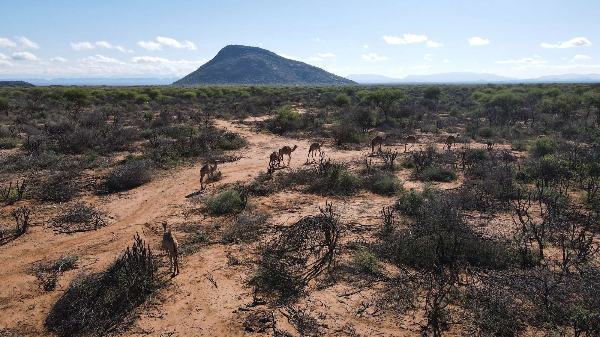 Study: Increased farming likely to harm East Africa's rangelands - Vimarsana News
