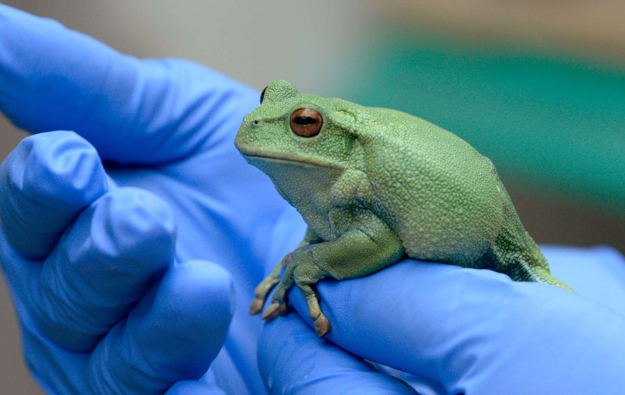 Ignored fungal disease could be causing a frog epidemic globally - Vimarsana News