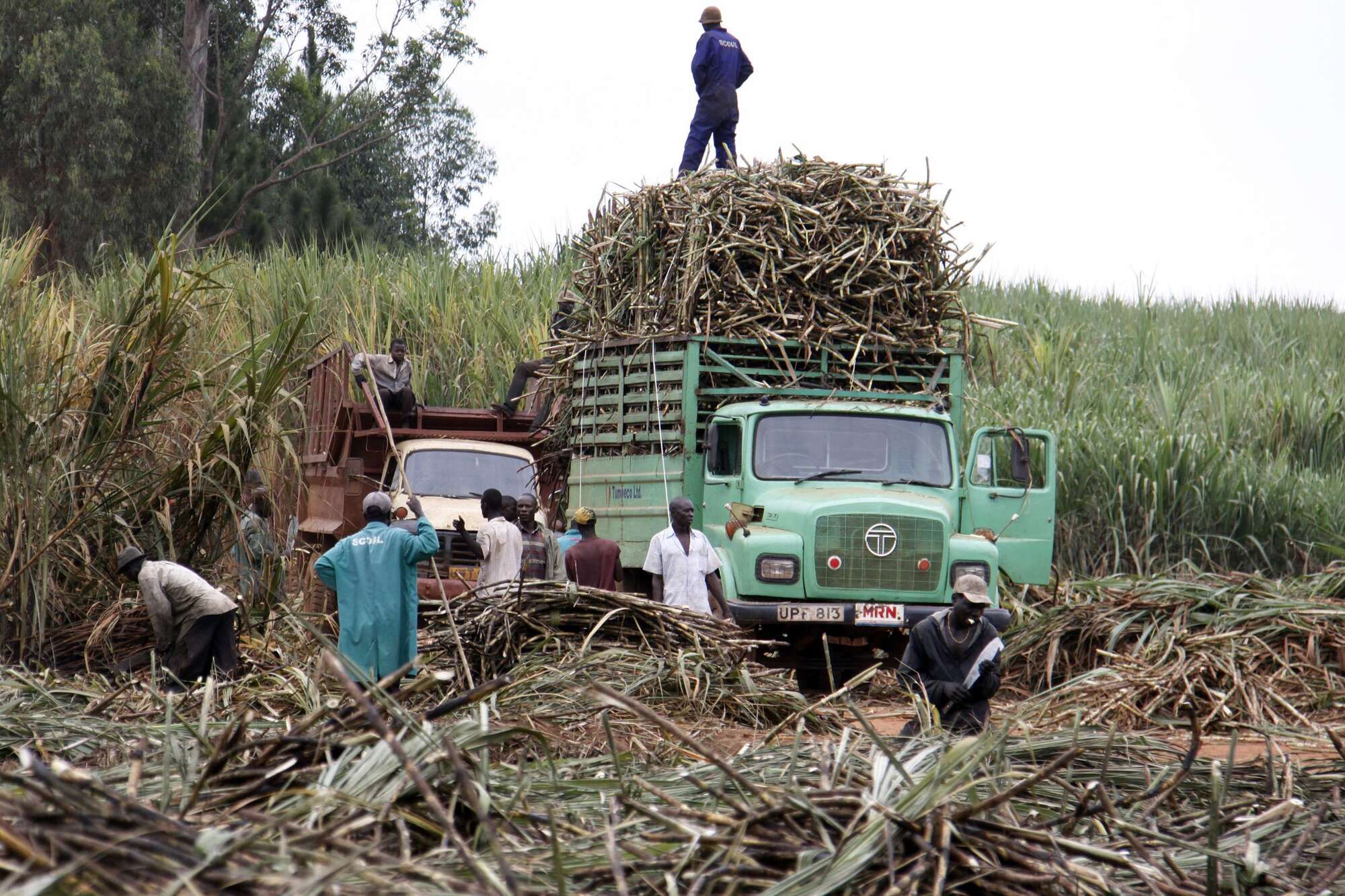 Uganda in dilemma on scrapping 10pc duty on sugar imports - Vimarsana News