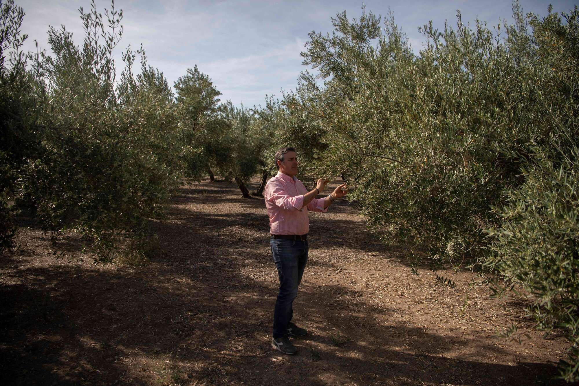 Spain's 2023 olive harvest bleak due to drought, high temperatures - Vimarsana News