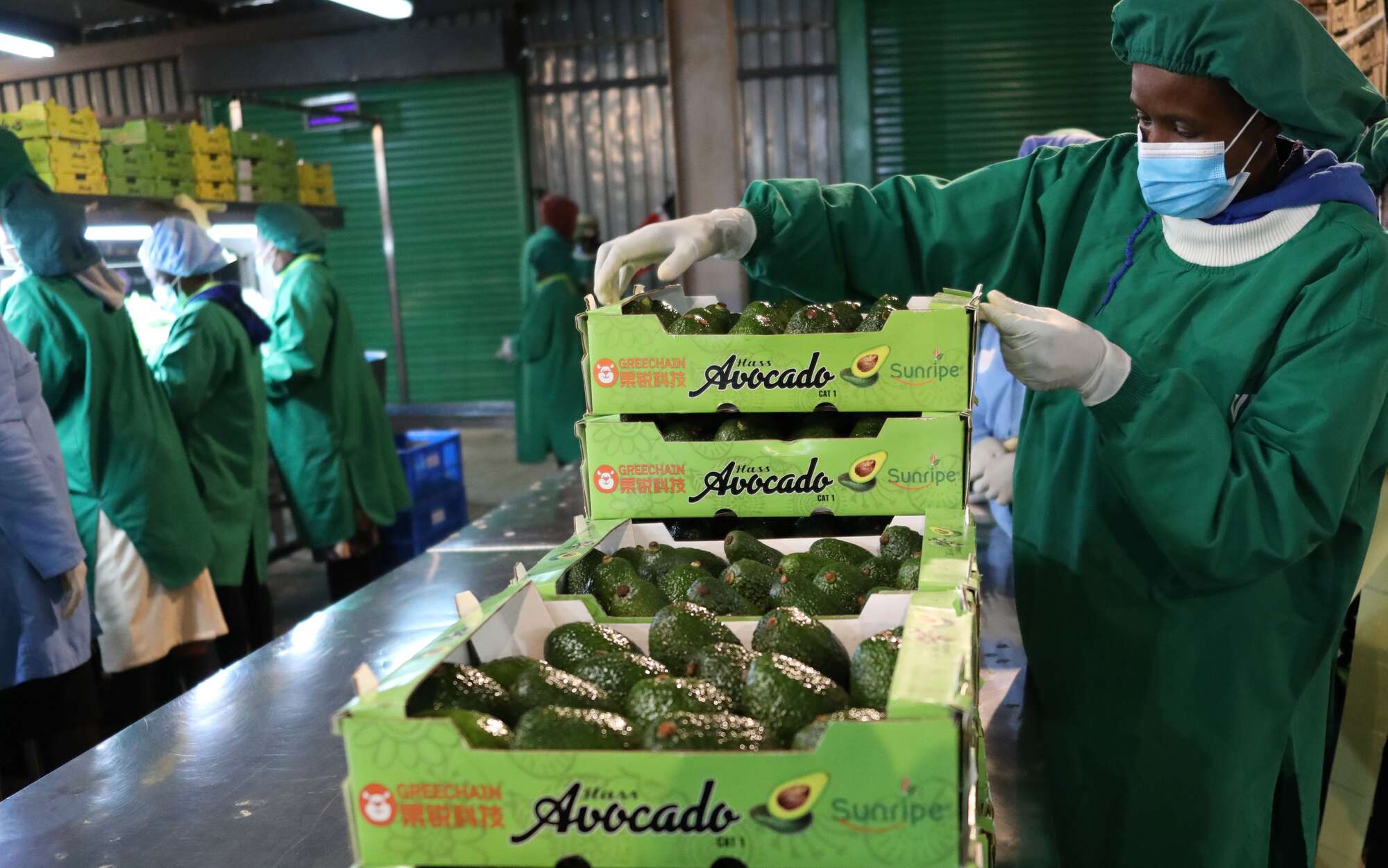Kenya begins shipping fruits, flowers by sea - Vimarsana News