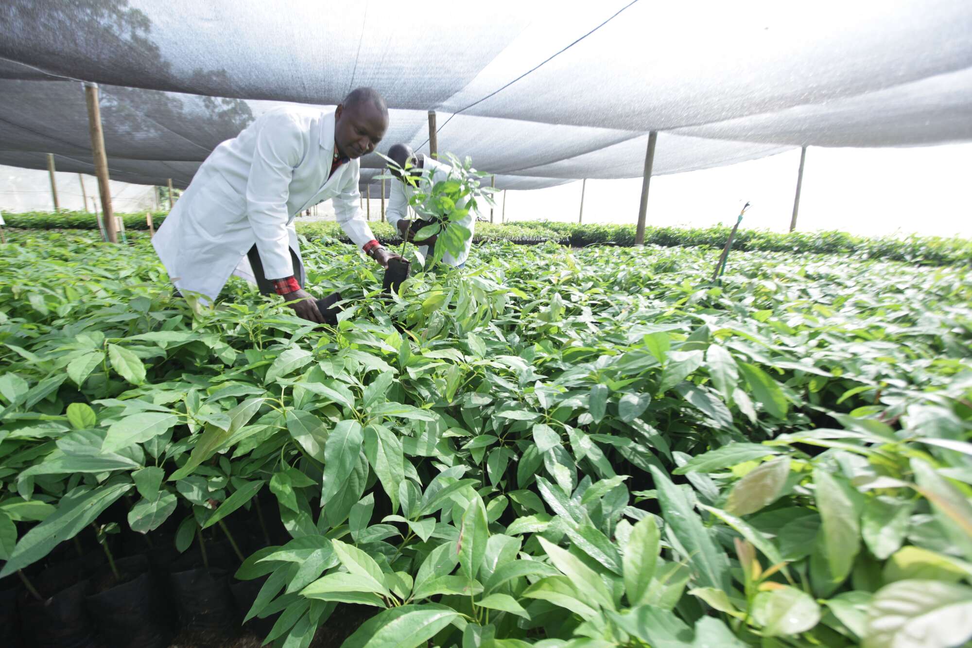 Experts root for innovation to cut food loss, improve yields - Vimarsana News