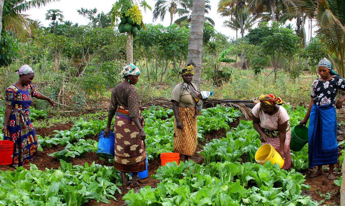 The economic impact of EU's Green Deal on farmers in Eastern Africa - Vimarsana News