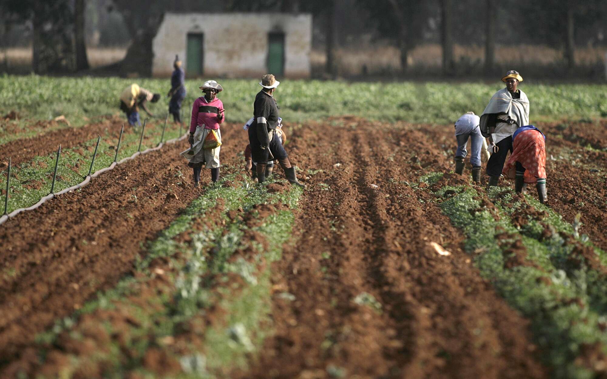Getting agriculture policies right is key to feeding Africa