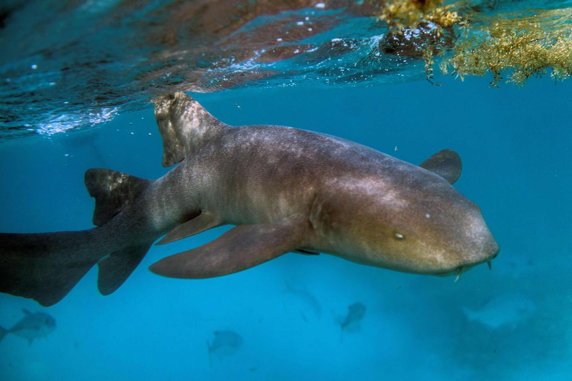 Overfishing pushes reef sharks toward extinction, study says - Vimarsana News