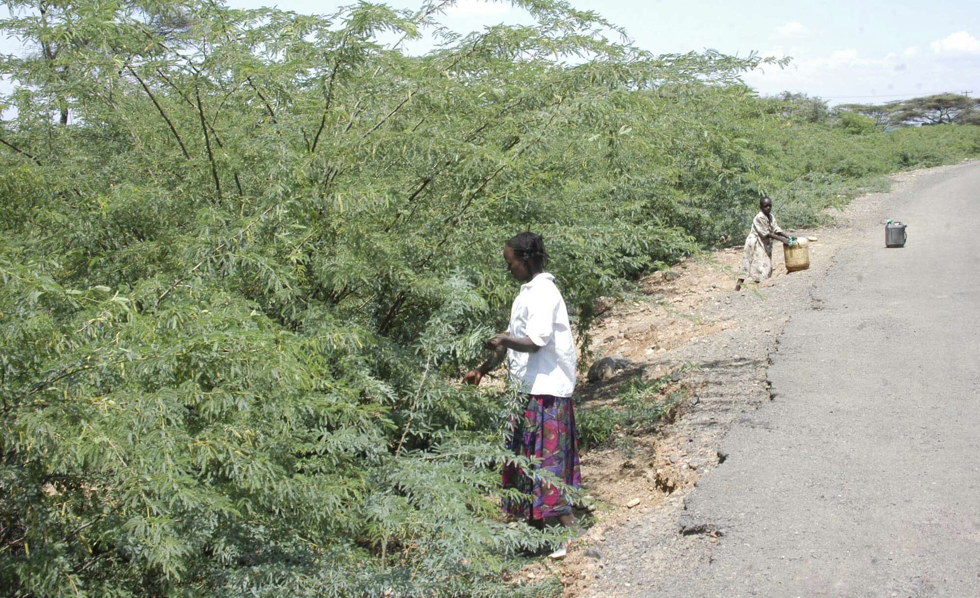 Stopping most invasive species of tree in Africa - Vimarsana News