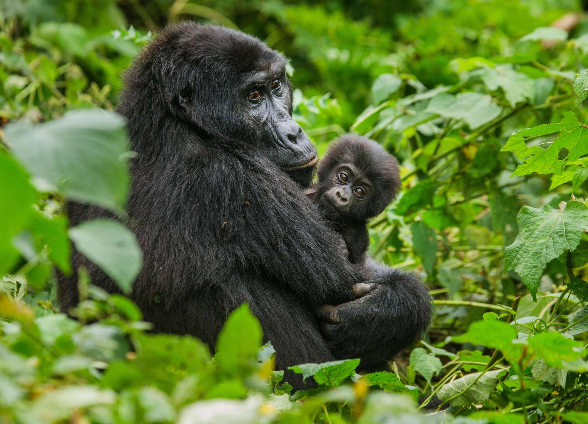 US imposes visa ban on Congolese officials for trafficking wildlife to China - Vimarsana News