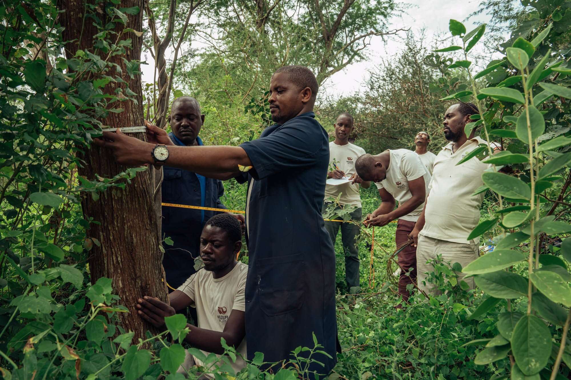 Forest carbon projects are the newest craze: A blessing or curse? - Vimarsana News