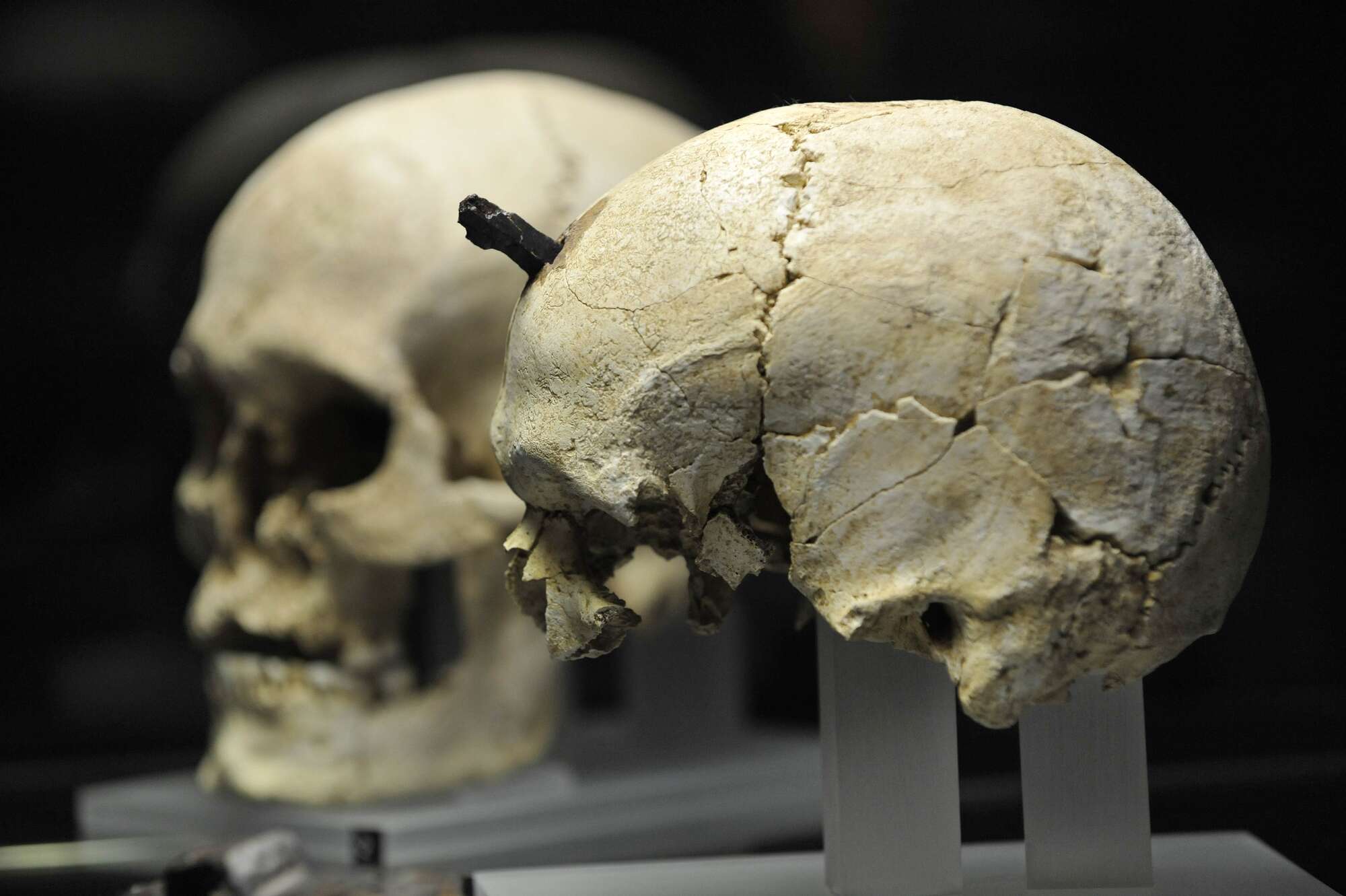 Germany matches DNA from skulls stolen from Africa to relatives in Tanzania - Vimarsana News