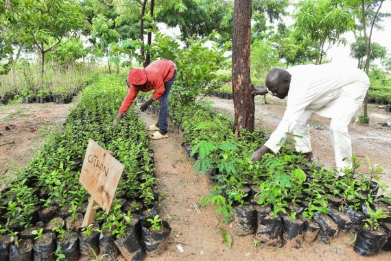 Nigerian refugees in Cameroon find solace in trees - Vimarsana News
