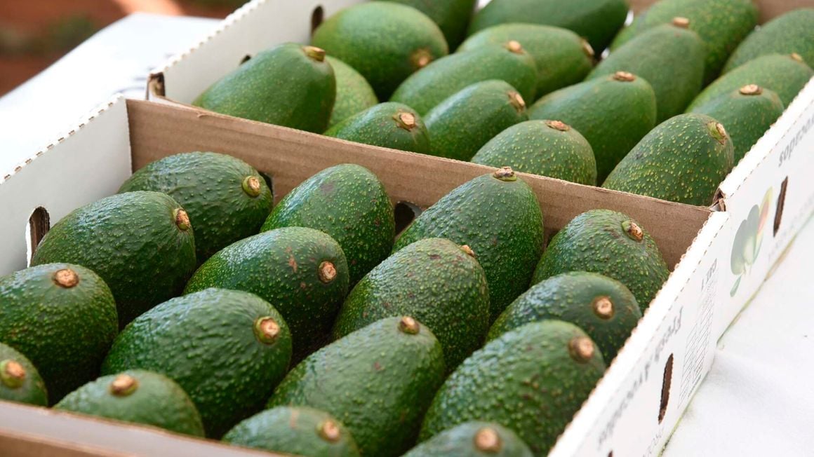 Kenya bans avocado exports - Vimarsana News
