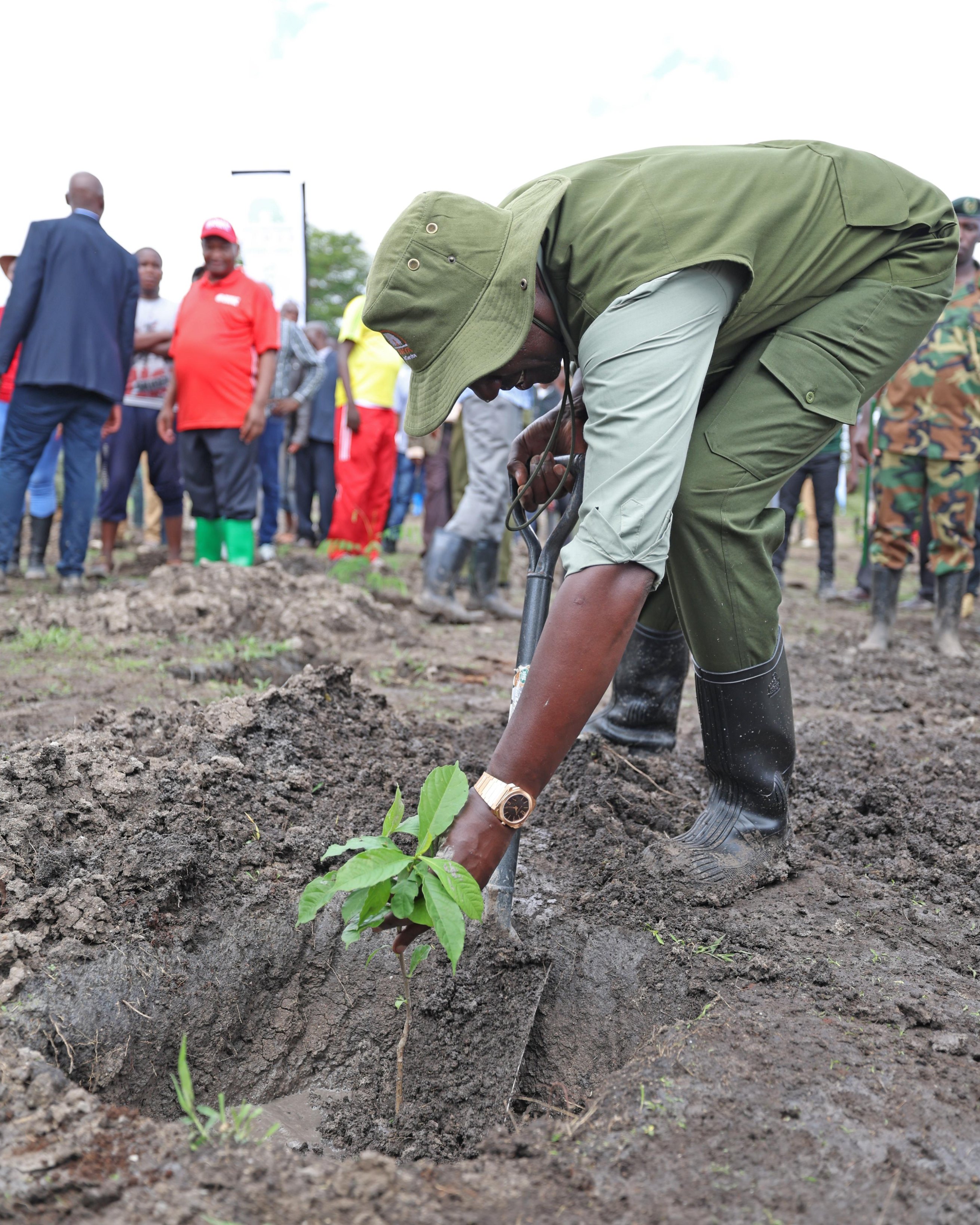IMF deal behind Kenya's forest cover drive - The East African - Vimarsana News