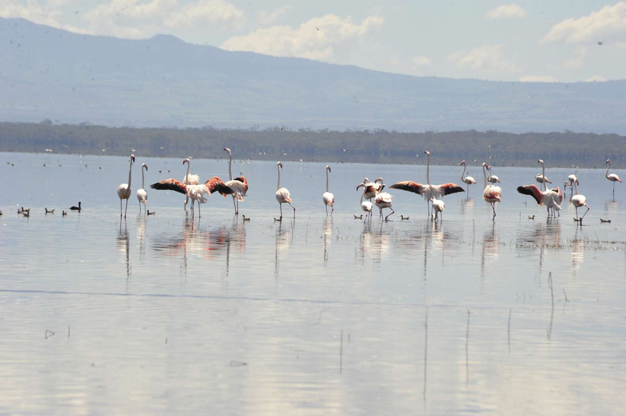 Luring back flamingos using favourite algae - Vimarsana News