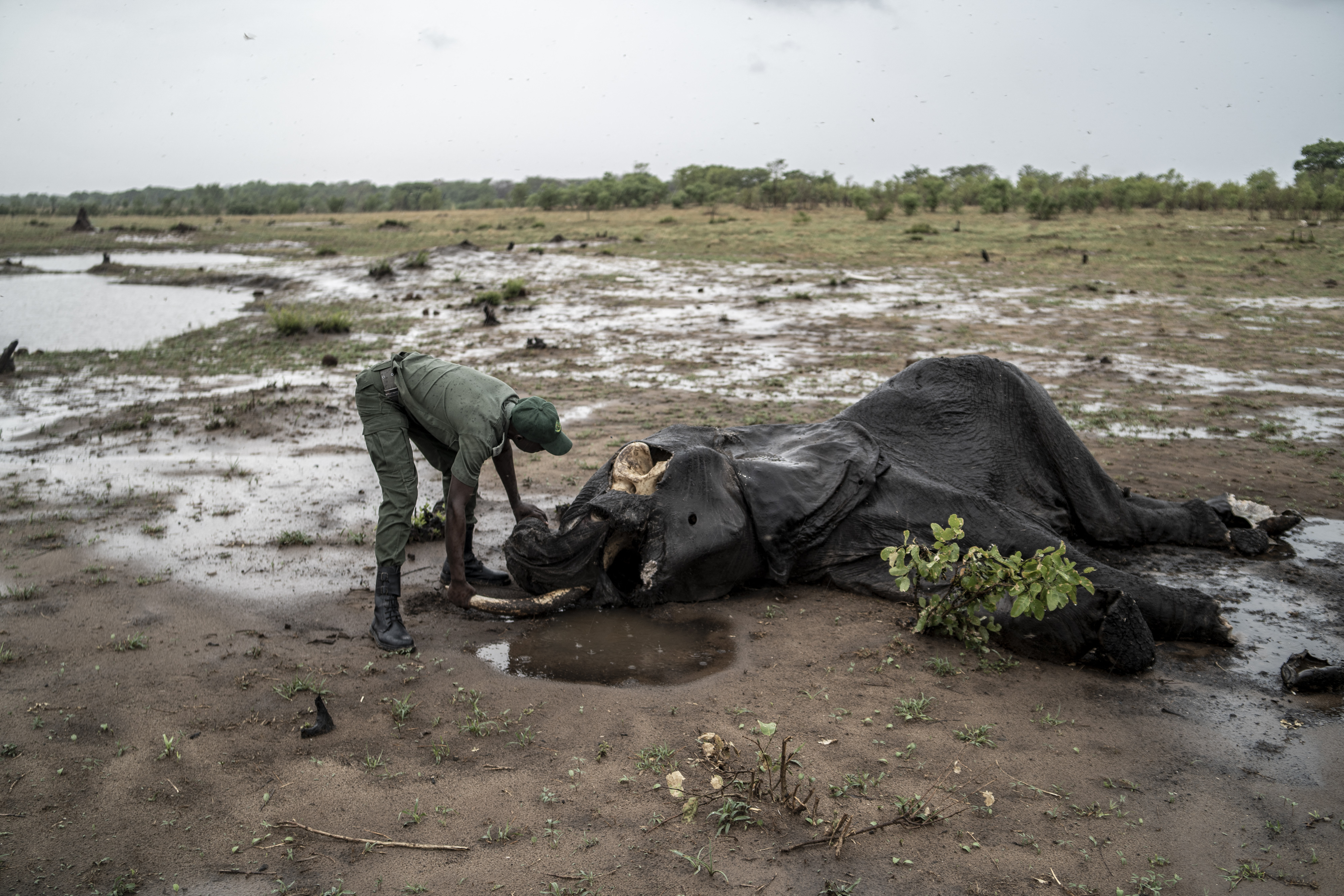 Heartbreak in Zimbabwe park: Elephants' desperate hunt for water - Vimarsana News