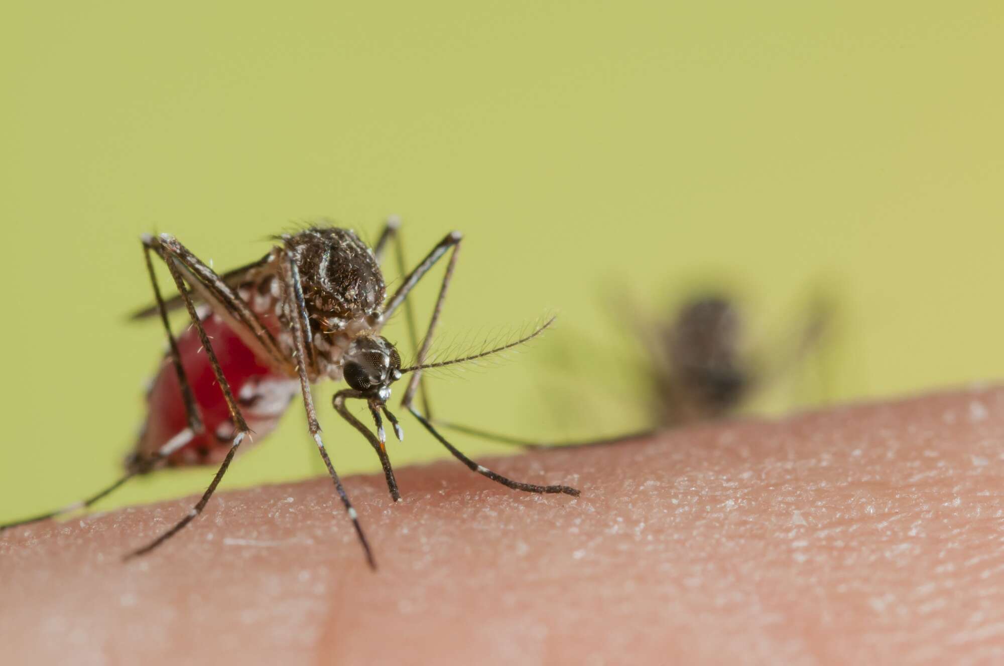Комары переносчики заболеваний. Насекомое малярийный комар. Малярийный комар заболевания. Малярийный комар болезнь. Малярийный комар переносчик.