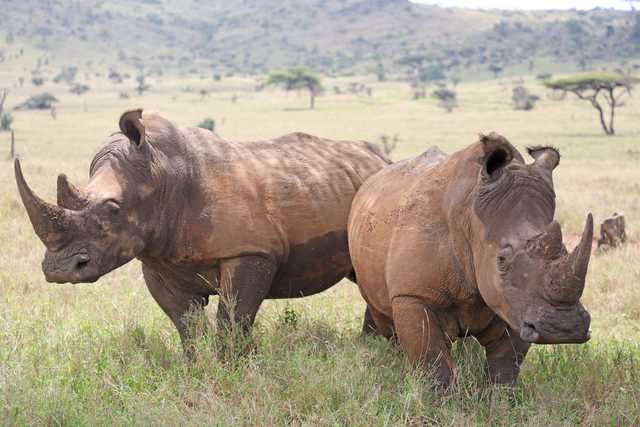 'Excess' Kenyan black rhinos moved - The East African - Vimarsana News