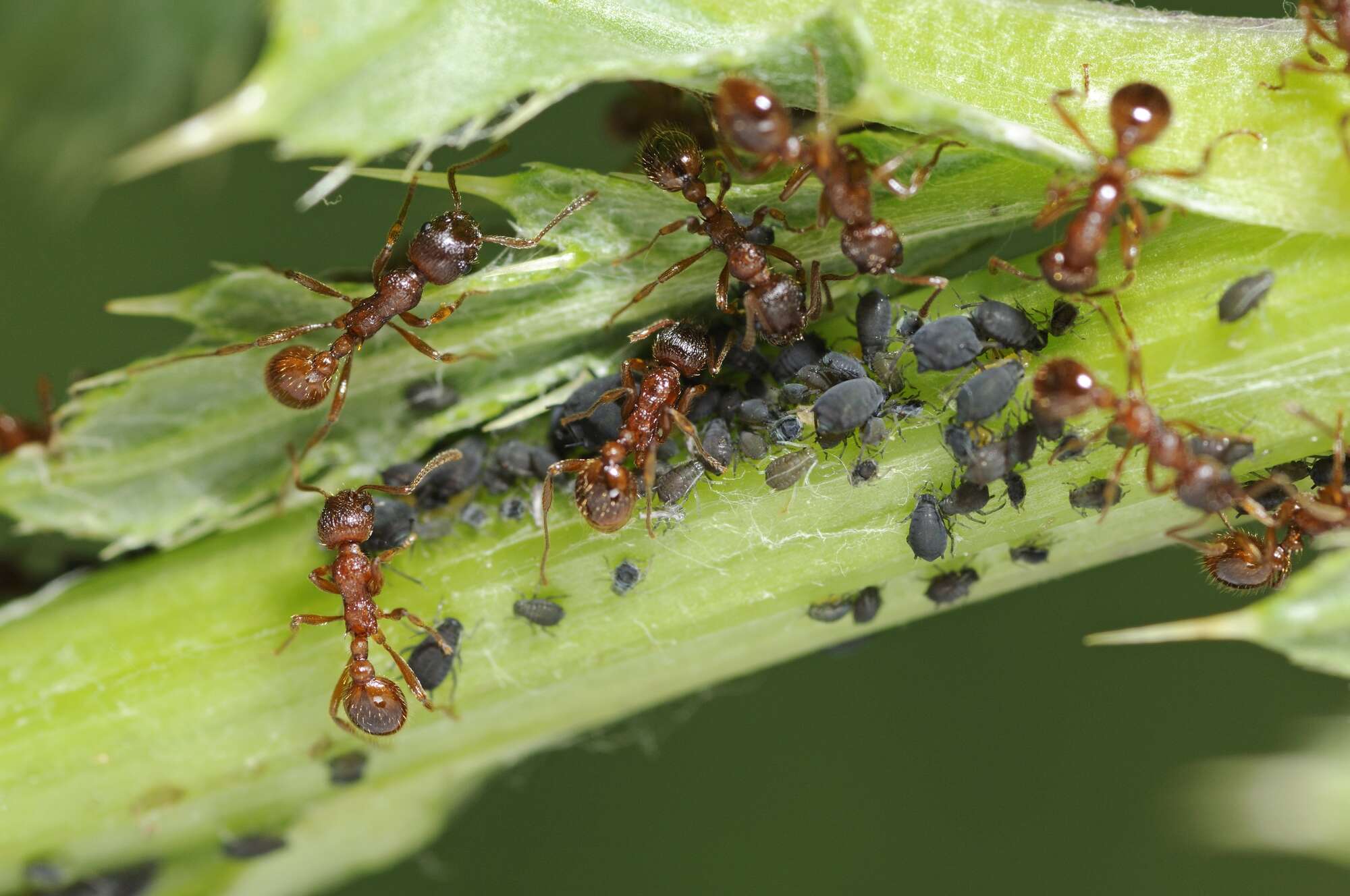 Non-native ant species unsettles delicate savanna food ecosystem - Vimarsana News