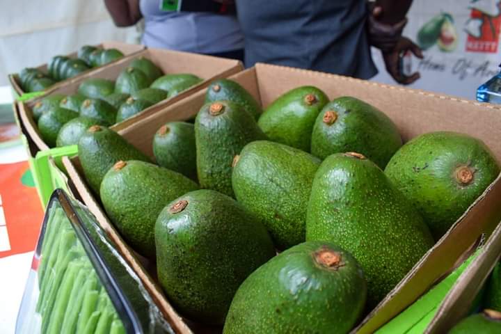Relief for farmers as Kenya resumes avocado exports - Vimarsana News