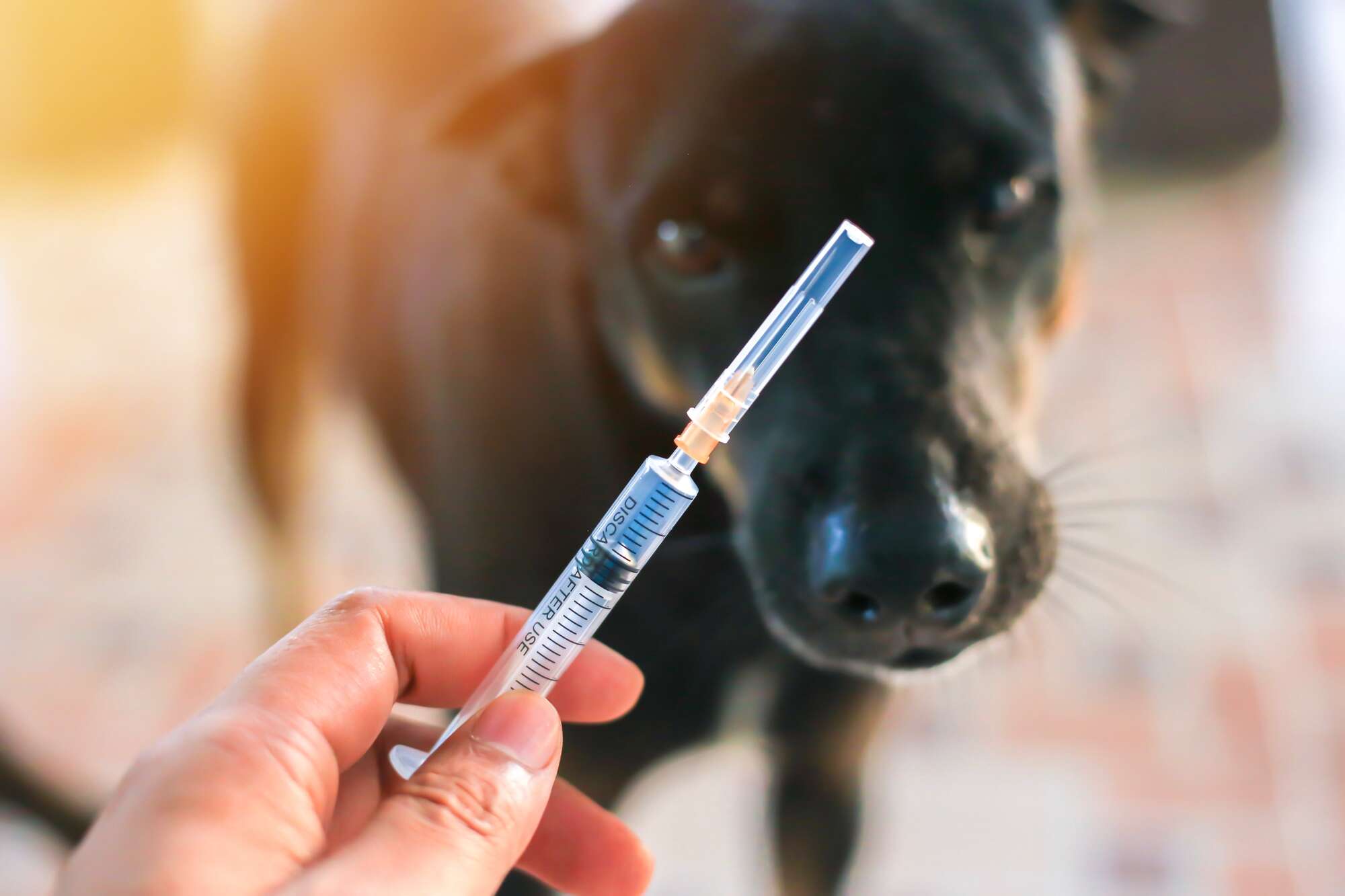 Facial recognition tech gives rabies war massive shot - Vimarsana News