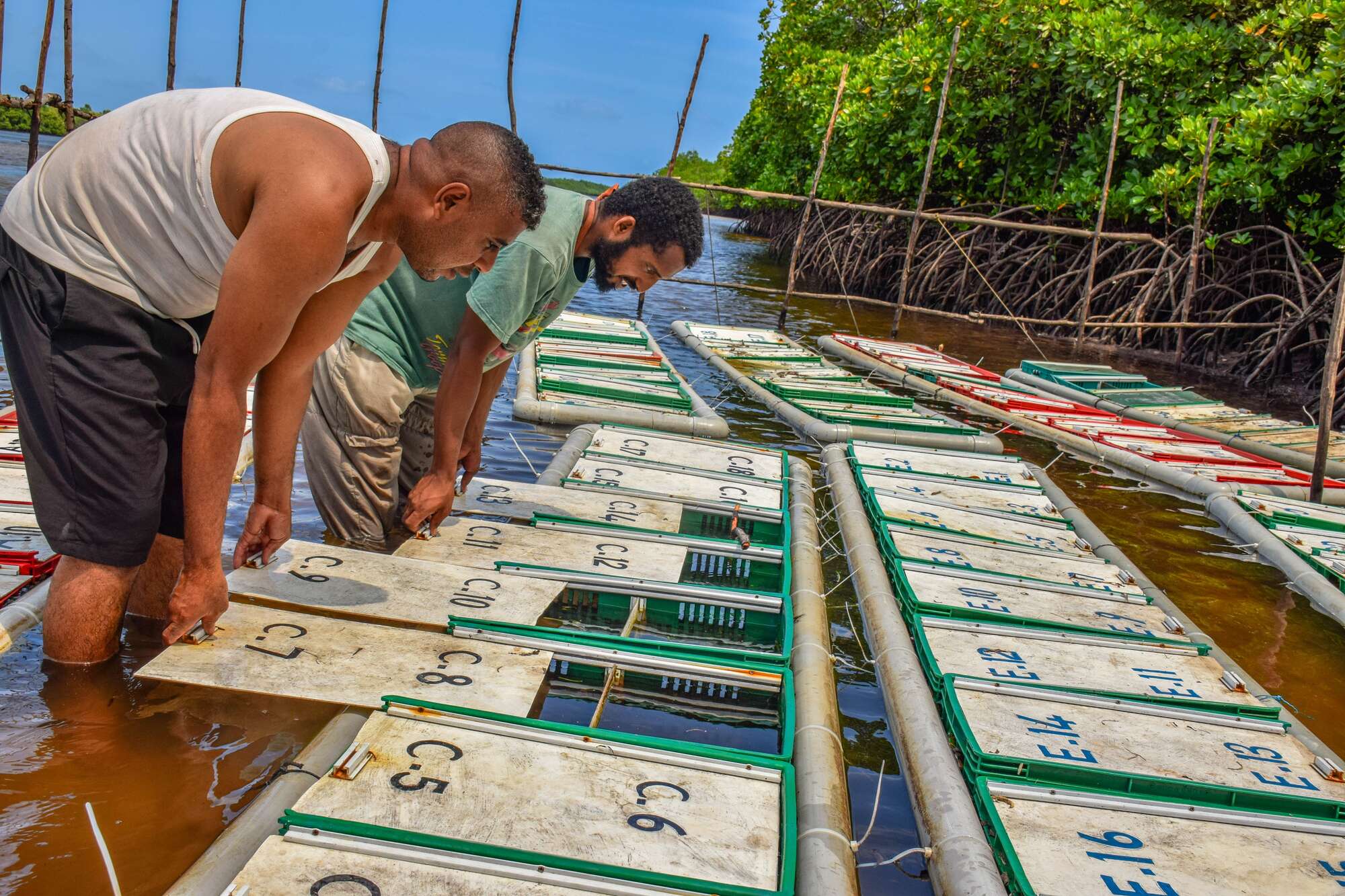 At sea with the crab fatteners of Pate Island - Vimarsana News