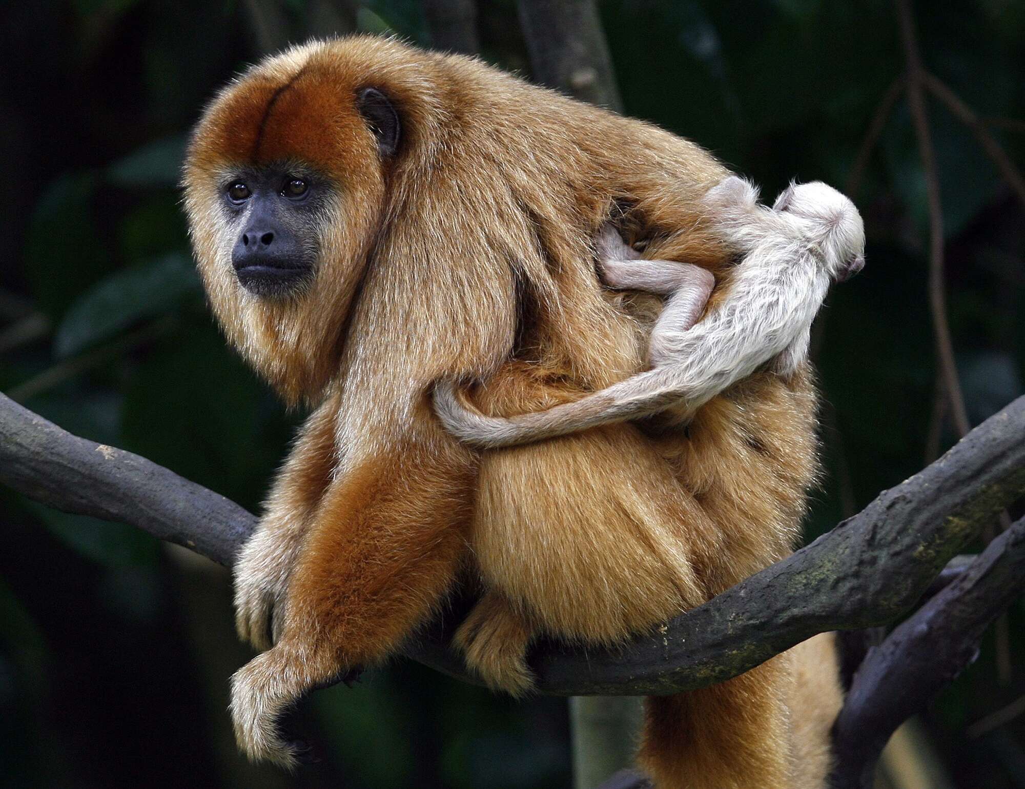 Africa's apes in peril from losing habitat to mining - Vimarsana News