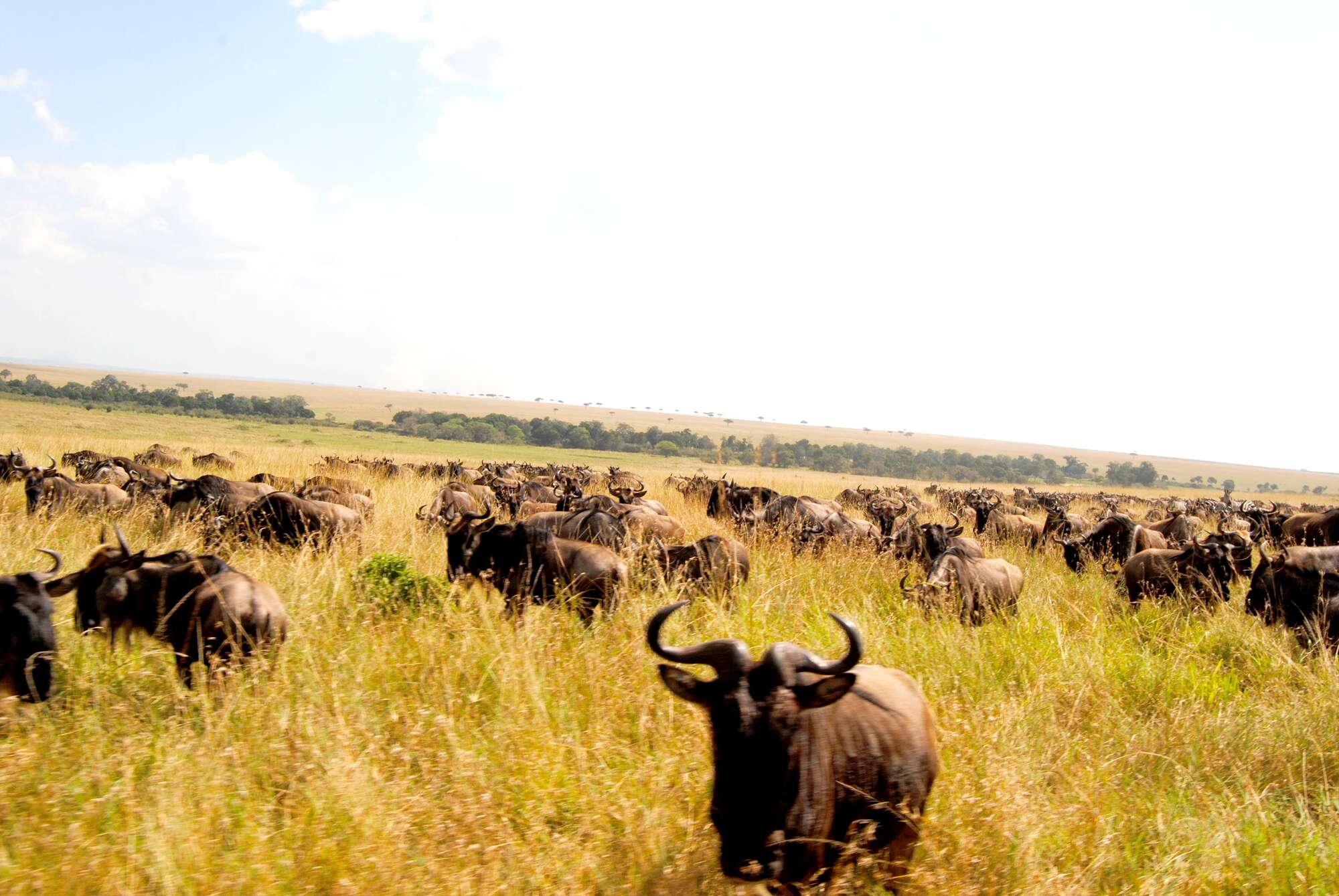 Wildebeest suffocating from being boxed in parks - Vimarsana News
